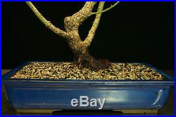 Bonsai Tree Japanese Maple Arakawa Corkbark Specimen JMA-220F