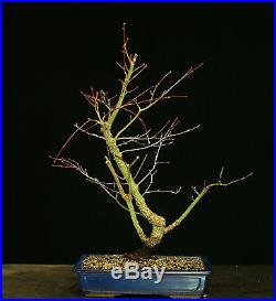 Bonsai Tree Japanese Maple Arakawa Corkbark Specimen JMA-220F