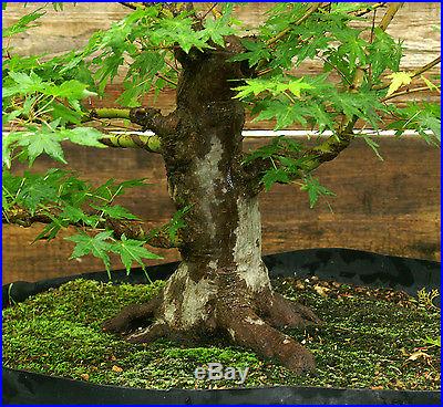 Bonsai Tree Japanese Maple JM-517
