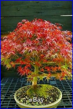 Bonsai Tree Japanese Maple Sharpes Pygmy JMSP-1105C