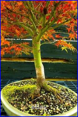 Bonsai Tree Japanese Maple Sharpes Pygmy JMSP-1105C