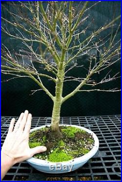 Bonsai Tree Japanese Maple Sharpes Pygmy JMSP-1215A