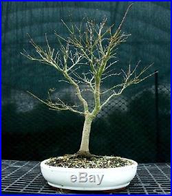 Bonsai Tree Japanese Maple Sharpes Pygmy JMSP-1215C