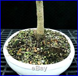 Bonsai Tree Japanese Maple Sharpes Pygmy JMSP-1215C