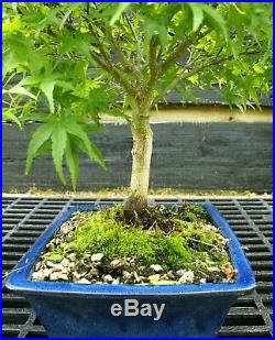 Bonsai Tree Japanese Maple Sharpes Pygmy JMSP-429B