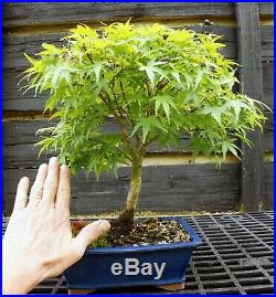 Bonsai Tree Japanese Maple Sharpes Pygmy JMSP-429C