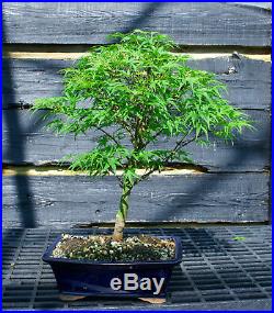 Bonsai Tree Japanese Maple Sharpes Pygmy JMSP-509D