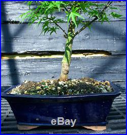 Bonsai Tree Japanese Maple Sharpes Pygmy JMSP-509D
