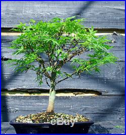 Bonsai Tree Japanese Maple Sharpes Pygmy JMSP-509E