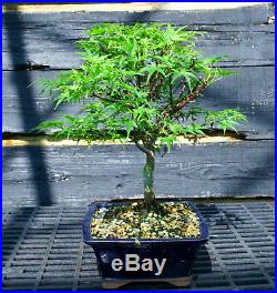 Bonsai Tree Japanese Maple Sharpes Pygmy JMSP-509E