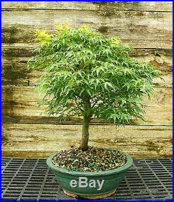 Bonsai Tree Japanese Maple Sharpes Pygmy JMSP-728B