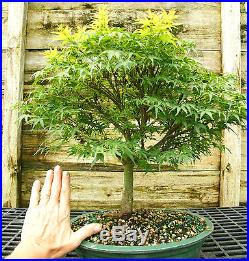 Bonsai Tree Japanese Maple Sharpes Pygmy JMSP-728B