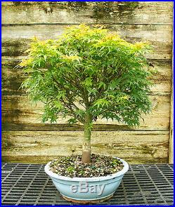 Bonsai Tree Japanese Maple Sharpes Pygmy JMSP-728C