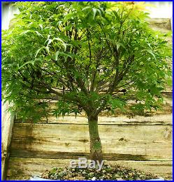 Bonsai Tree Japanese Maple Sharpes Pygmy JMSP-728C