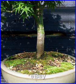 Bonsai Tree Japanese Maple Sharpes Pygmy JMSP-807A