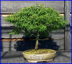 Bonsai Tree Japanese Maple Sharpes Pygmy JMSP-807A