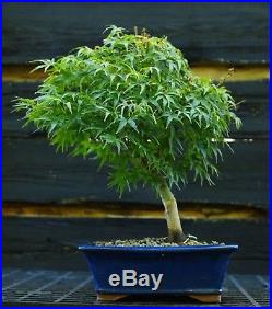 Bonsai Tree Japanese Maple Sharpes Pygmy JMSP-919A
