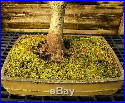 Bonsai Tree Japanese Maple Sharpes Pygmy Specimen JMSPST-209B