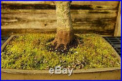 Bonsai Tree Japanese Maple Sharpes Pygmy Specimen JMSPST-209B