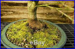 Bonsai Tree Japanese Maple Sharpes Pygmy Specimen JMSPST-209C