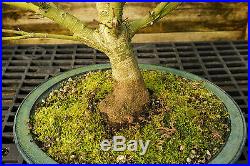 Bonsai Tree Japanese Maple Sharpes Pygmy Specimen JMSPST-209C