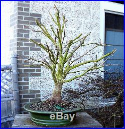 Bonsai Tree Japanese Maple Sharpes Pygmy Specimen JMSPST-223C