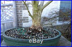 Bonsai Tree Japanese Maple Sharpes Pygmy Specimen JMSPST-223F
