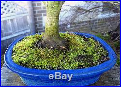 Bonsai Tree Japanese Maple Sharpes Pygmy Specimen JMSPST-223G