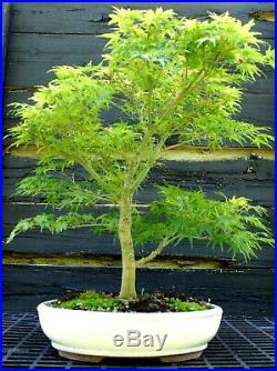 Bonsai Tree Japanese Maple Sharpes Pygmy Specimen JMSPST-613A