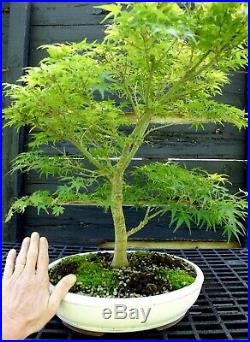 Bonsai Tree Japanese Maple Sharpes Pygmy Specimen JMSPST-613A