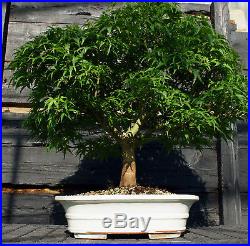 Bonsai Tree Japanese Maple Sharpes Pygmy Specimen JMSPST-807A