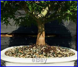 Bonsai Tree Japanese Maple Sharpes Pygmy Specimen JMSPST-807A