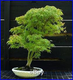 Bonsai Tree Japanese Maple Sharpes Pygmy Specimen JMSPST-918A
