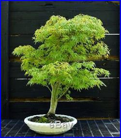 Bonsai Tree Japanese Maple Sharpes Pygmy Specimen JMSPST-918A