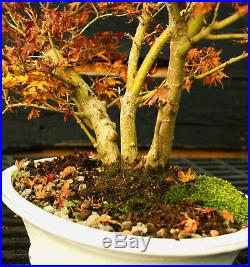 Bonsai Tree Japanese Maple Shishigashira JMSSGST-1130B
