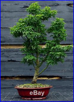 Bonsai Tree Japanese Maple Shishigashira JMSSGST-809A