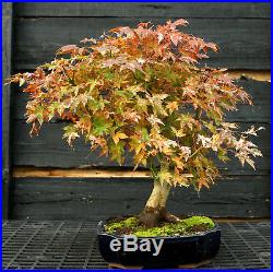 Bonsai Tree Japanese Maple Specimen JMST-1105A