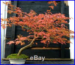 Bonsai Tree Japanese Maple Specimen JMST-1105B