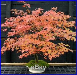 Bonsai Tree Japanese Maple Specimen JMST-1105B