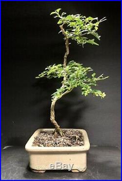 Bonsai Tree Japanese Musk Maple Exposed Roots 11 Tall, Vintage Old Japanese Pot
