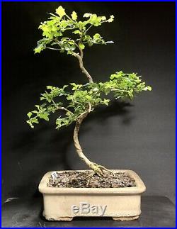 Bonsai Tree Japanese Musk Maple Exposed Roots 11 Tall, Vintage Old Japanese Pot