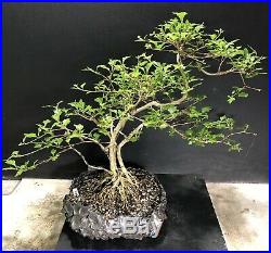 Bonsai Tree Japanese Musk Maple Exposed Roots 15 Tall, High Fired Pot By Rovea