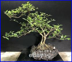 Bonsai Tree Japanese Musk Maple Exposed Roots 15 Tall, High Fired Pot By Rovea
