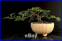 Bonsai Tree Japanese Musk Maple Mame Just 5 3/4 Tall, High Fired, Chinese Pot
