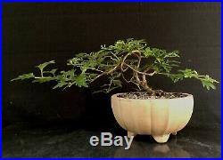 Bonsai Tree Japanese Musk Maple Mame Just 5 3/4 Tall, High Fired, Chinese Pot