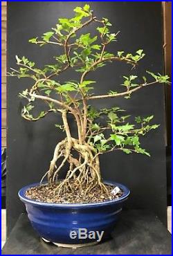 Bonsai Tree Japanese Musk Maple Premna microphylla, Root Exposed Japanese Pot