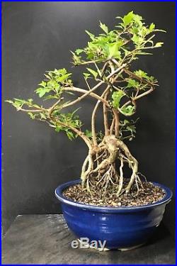 Bonsai Tree Japanese Musk Maple Premna microphylla, Root Exposed Japanese Pot