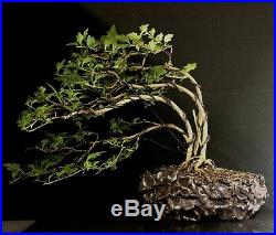 Bonsai Tree Japanese Musk Maple Wind Swept 11 1/4 Tall, High Fired Signed Pot
