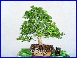Bonsai Tree Japanese Trident Maple