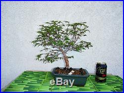 Bonsai Tree Japanese Zelkova
